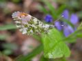 Anthocharis cardamines